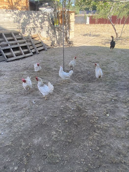 Продам домашних курочек!