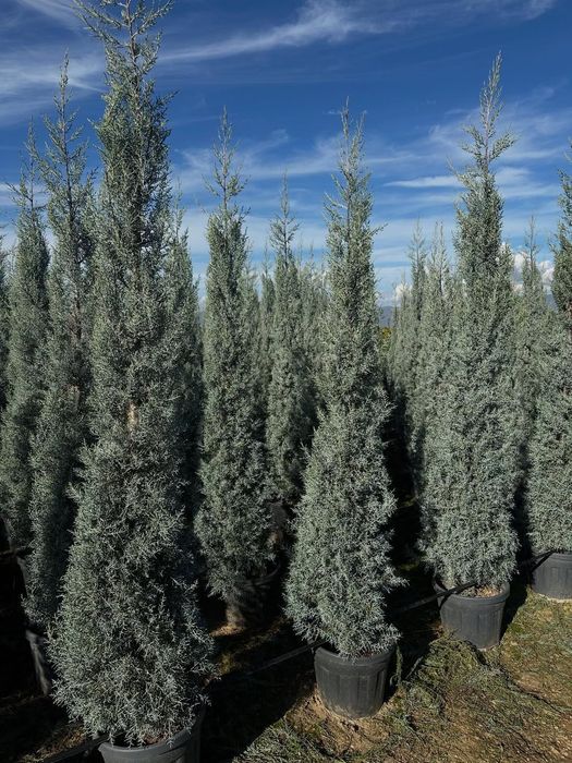 Акция! Кипарис Аризоника Хидли 2.5 метргача