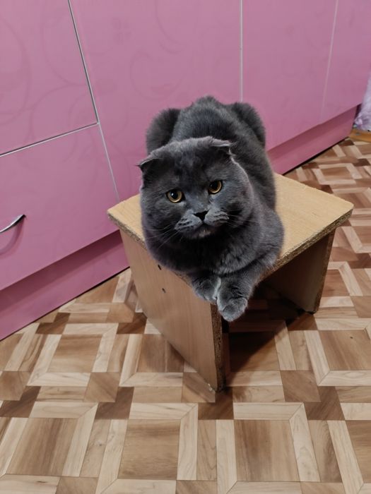 Кот для вязки британец