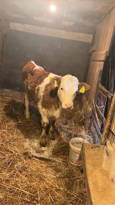 Vand tauras intarcat