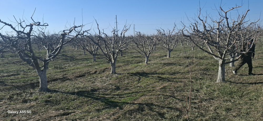Яблоневый сад, кх