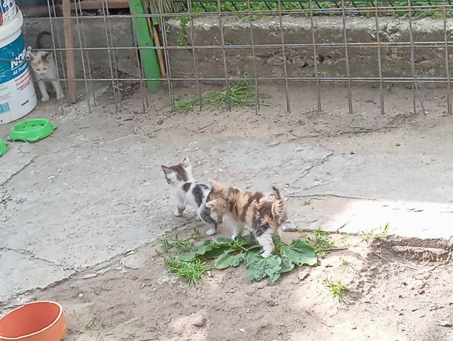 Дворни малки котенца