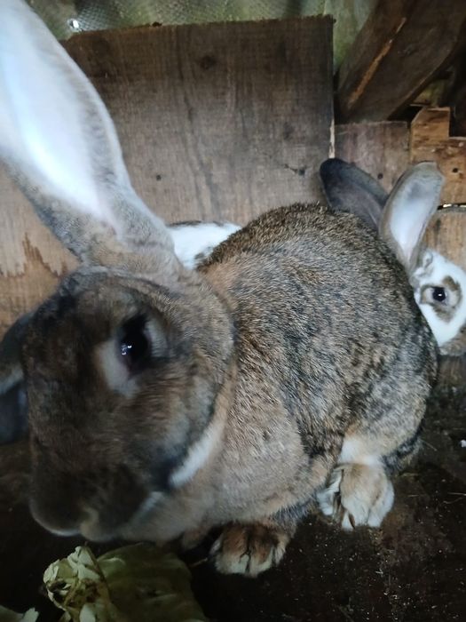 Iepuri mici și mari