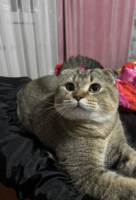 Вязка Шотландский вислоухий кот