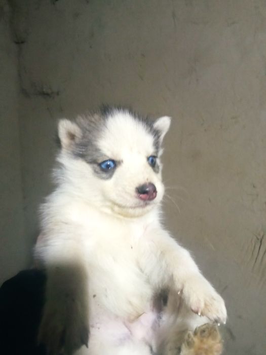 Хаски 1,5 айлык кушиктери