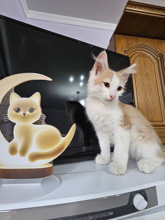 Котенок  мальчик)))