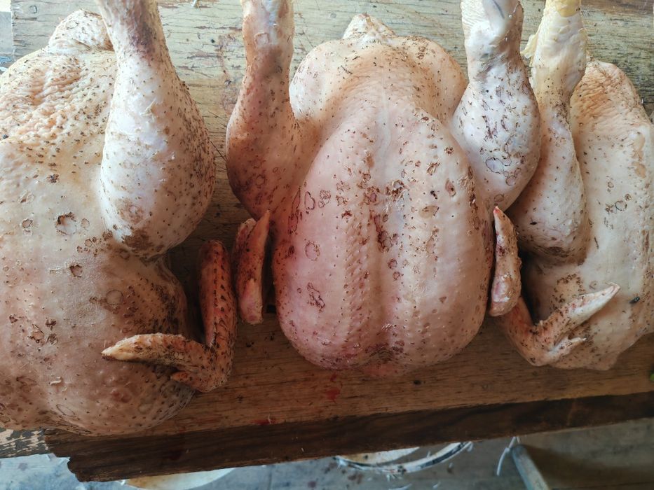 Продам мясо домашней курицы