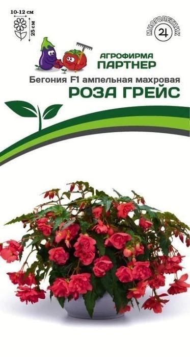 Бегония ампельная , клубневая
