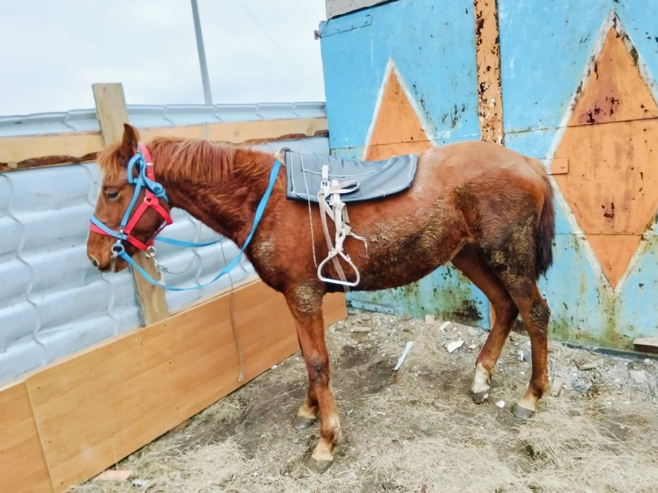 Байтал байталллл