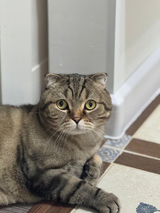 Котенок кот кошка