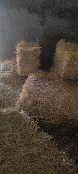 Пшен шоп сатылады доставка