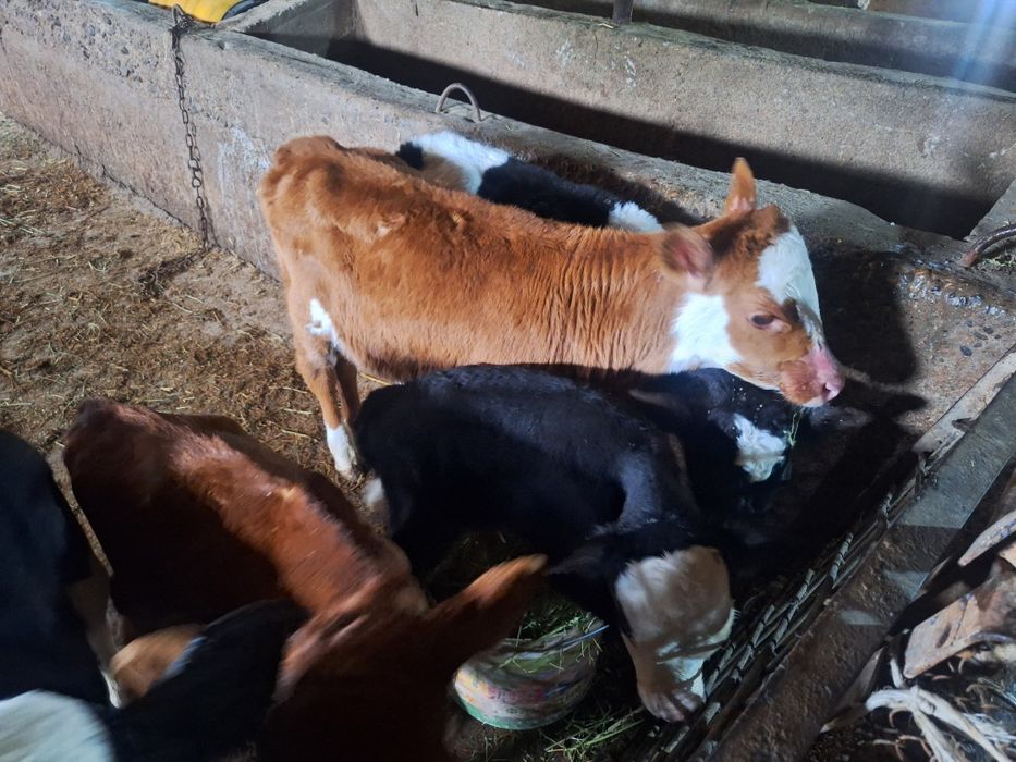 бузаулар сатылады