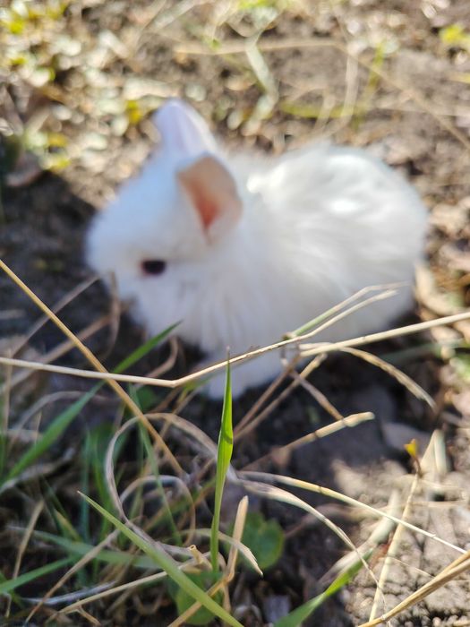 Кролики декоративные домашнии