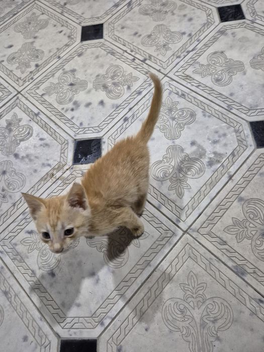 котенок отдам даром