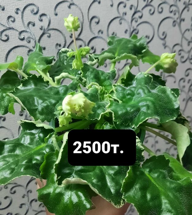 Продам цветущие фиалки