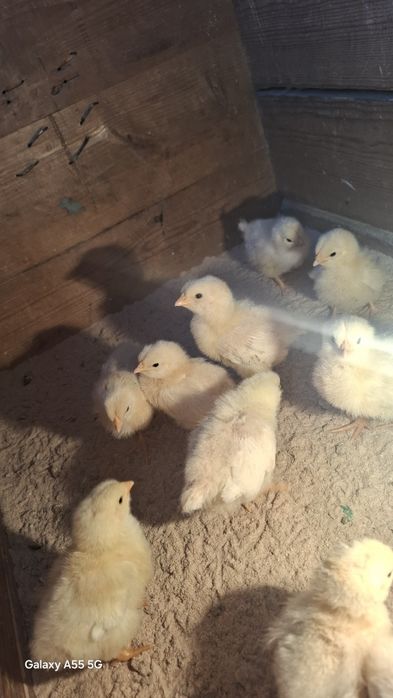 Адлер балапандар 1 апталық