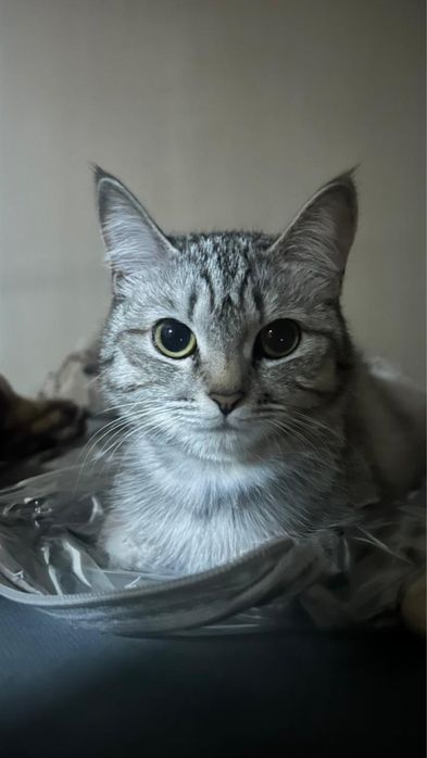 Кошка бесплатно.