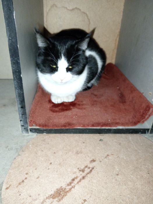 Хонаки уй мушуги озода ва акили соглом