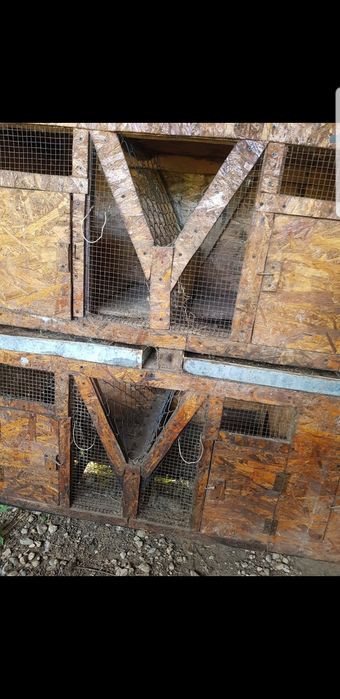 Vand cotet ptr iepuri