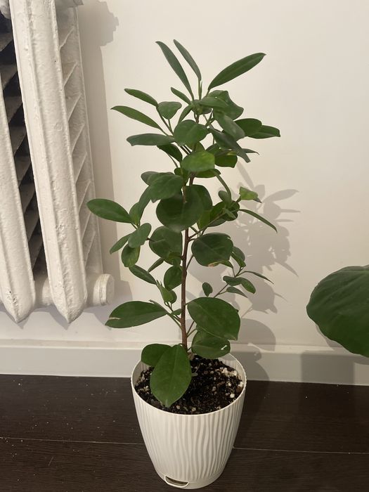 комнатные растения Уй гулдери