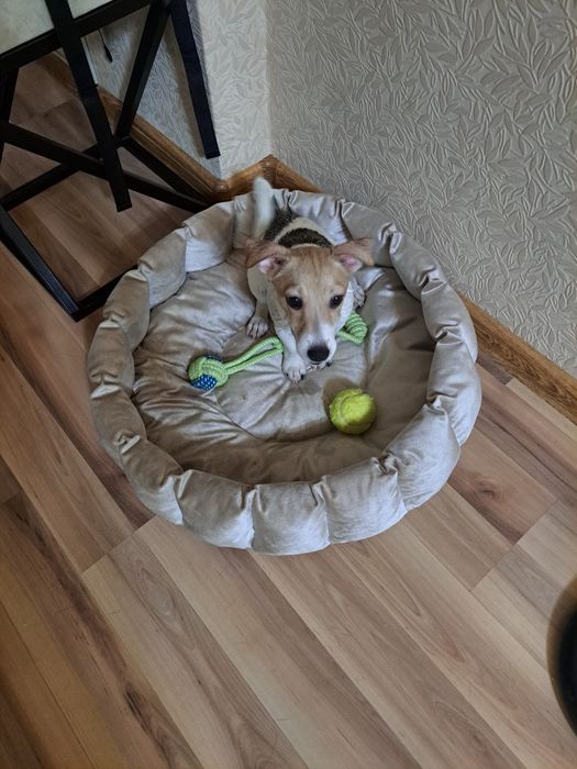 Продаётся щенок Джек Рассел