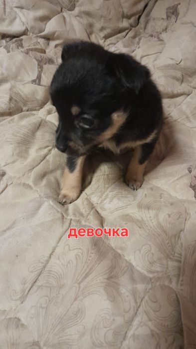 Щенки той терьера