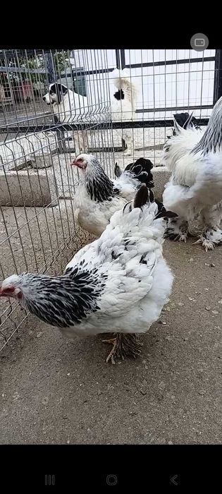 Brahma cocosi si gaini