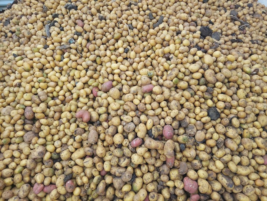 Cartofi calitatea a 2 pentru animale