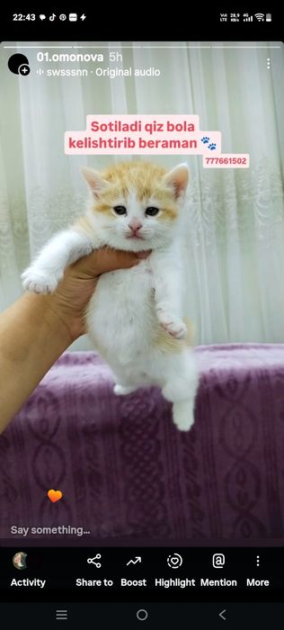 Mushuk 2oylik kormga otgan latok biladi pro plan kitten yiydi