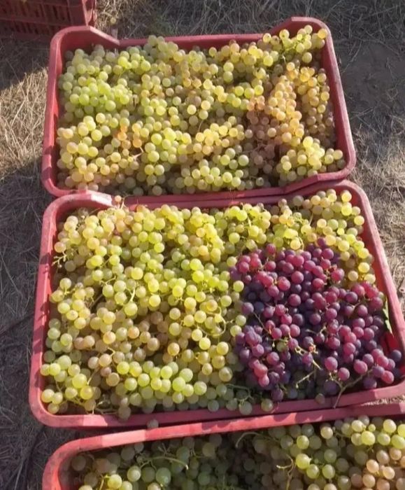 Vând struguri de vin producție 2026