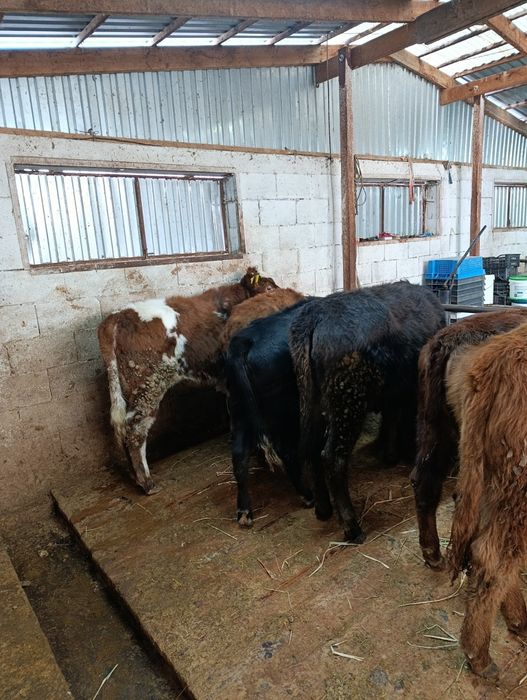 Продаются тёлки .