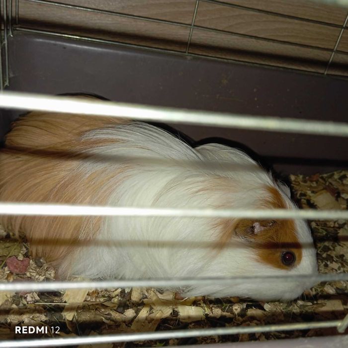 морско свинче - мъжко и женско