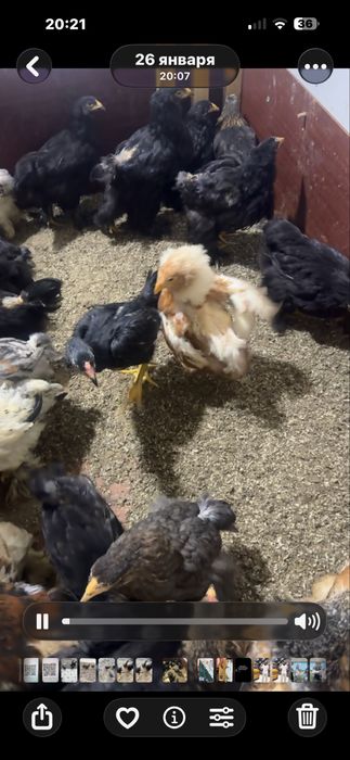 Брама жожалар сотилади хороз ва товуги аралаш