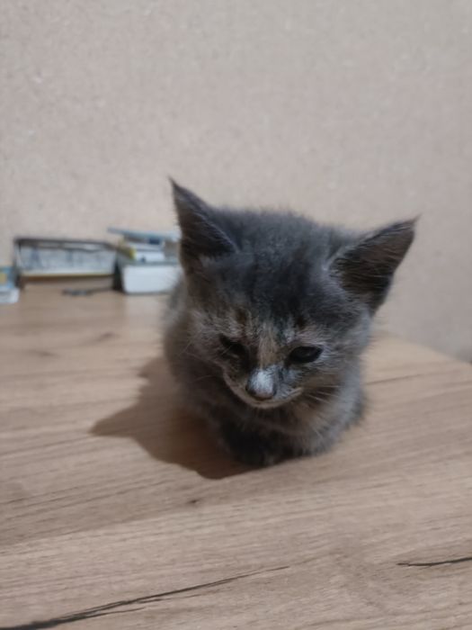 Кошки mushuk bola 2 sotilboldi