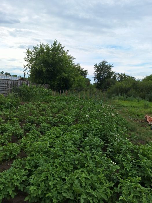 Дача Сад здоровье