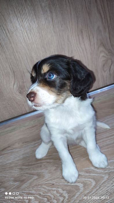 Спаниели. Щенки спаниеля