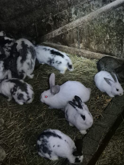 Vând iepuri pui și adulți