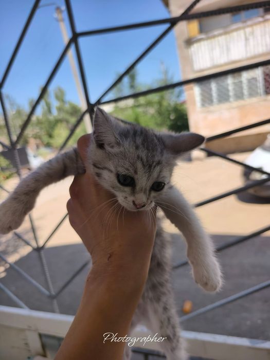 Отдадим котят в добрый руки
