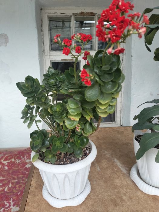 Продам цветы 1 - 20000 ТН.  2 - 20000 ТН    3 - 25000 ТН.   4 - 25000