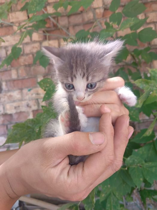 Отдадим котят в добрые руки