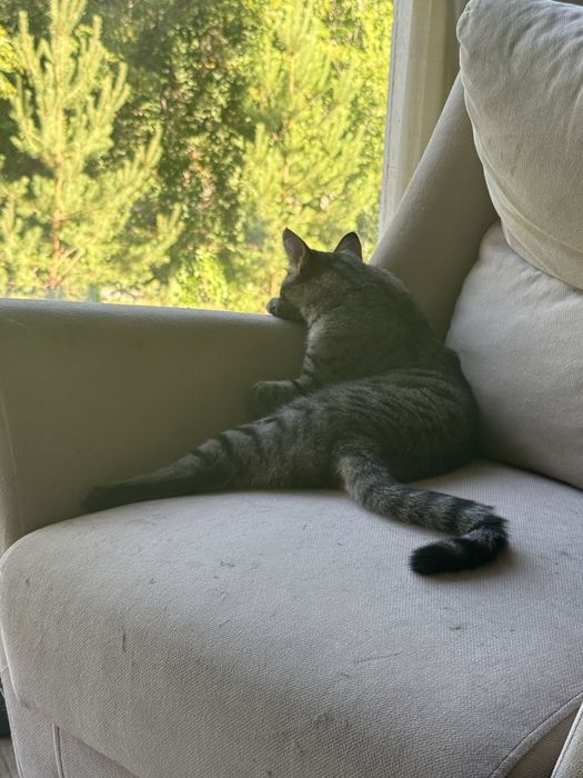 Молодой и активный котик