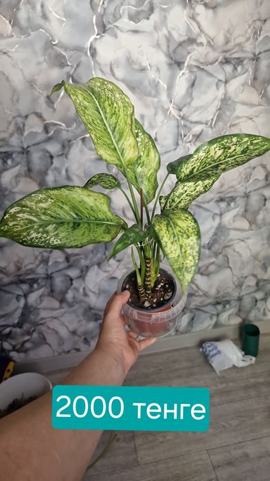 комнатные цветы продаются