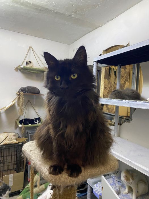 Кот в добрые руки