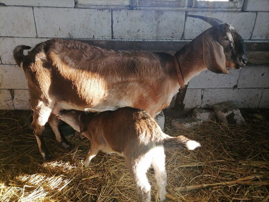 Țăpișori amglonubieni