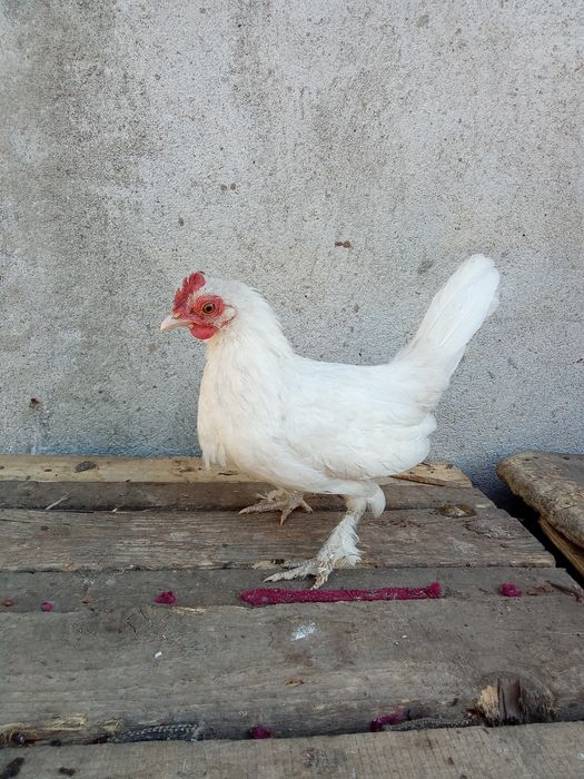 Cocosi pitici Încălțați