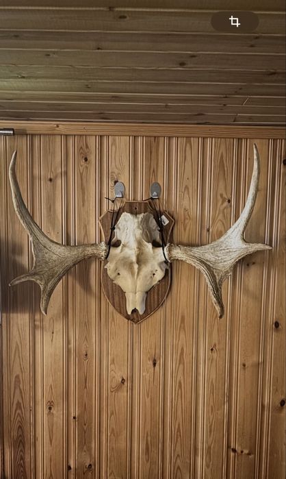 Trofeu original de elan - Suedia