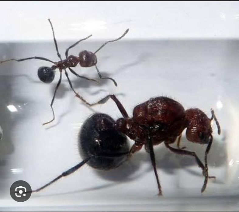 Продажа муравьев