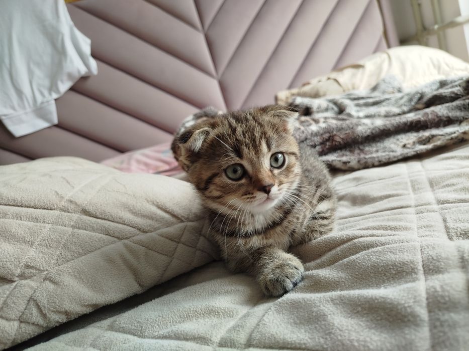 Шотландская вислоухая девочка котёнок