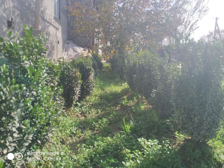 Shamshod gul manzarali