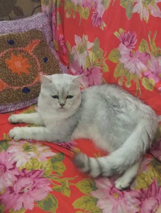 Вязка кота,Mushuklarning juftlashishi